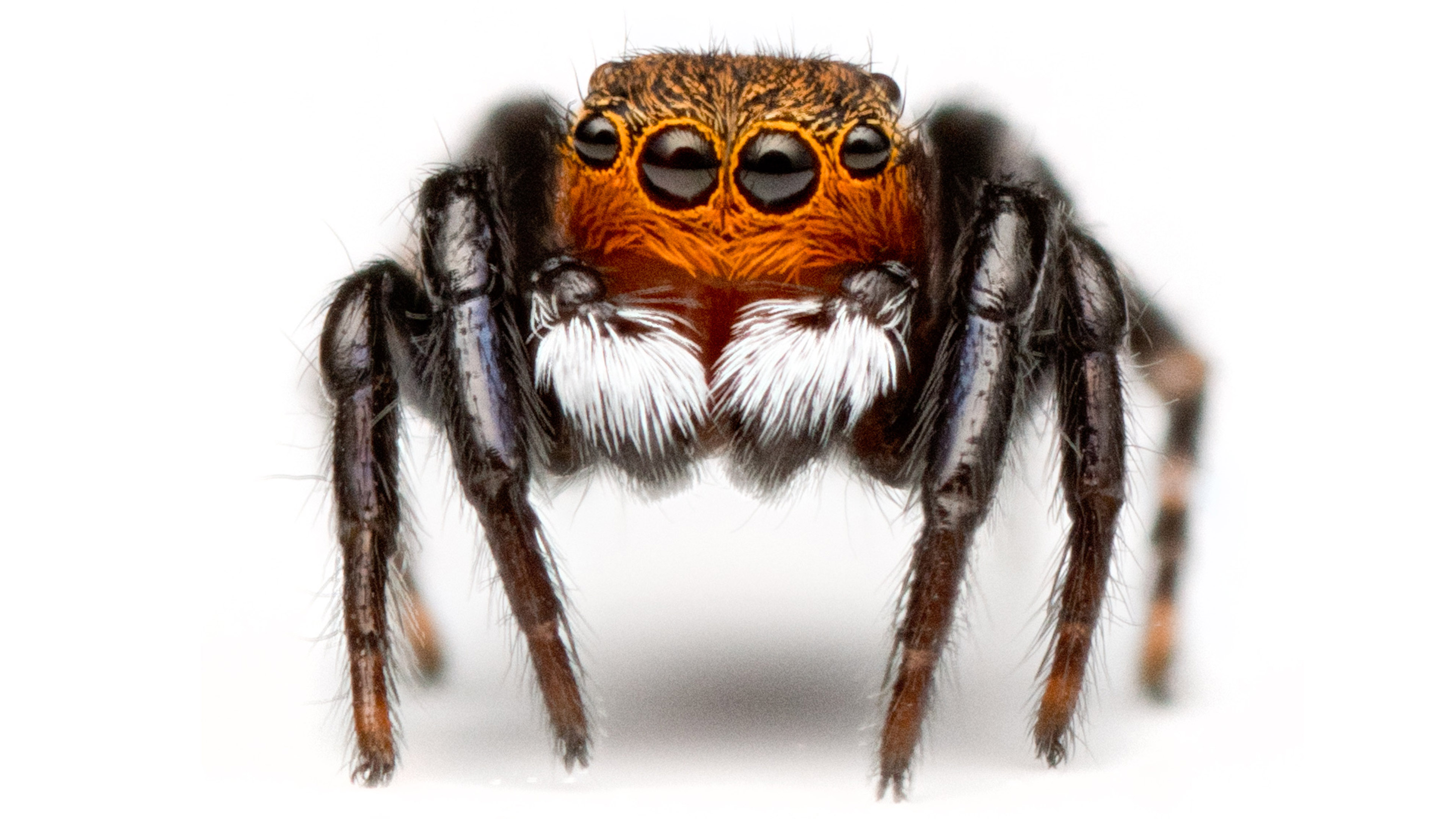 Puna-musta-valkoisen suurisilmäisen hyppyhämähäkin muotokuva.