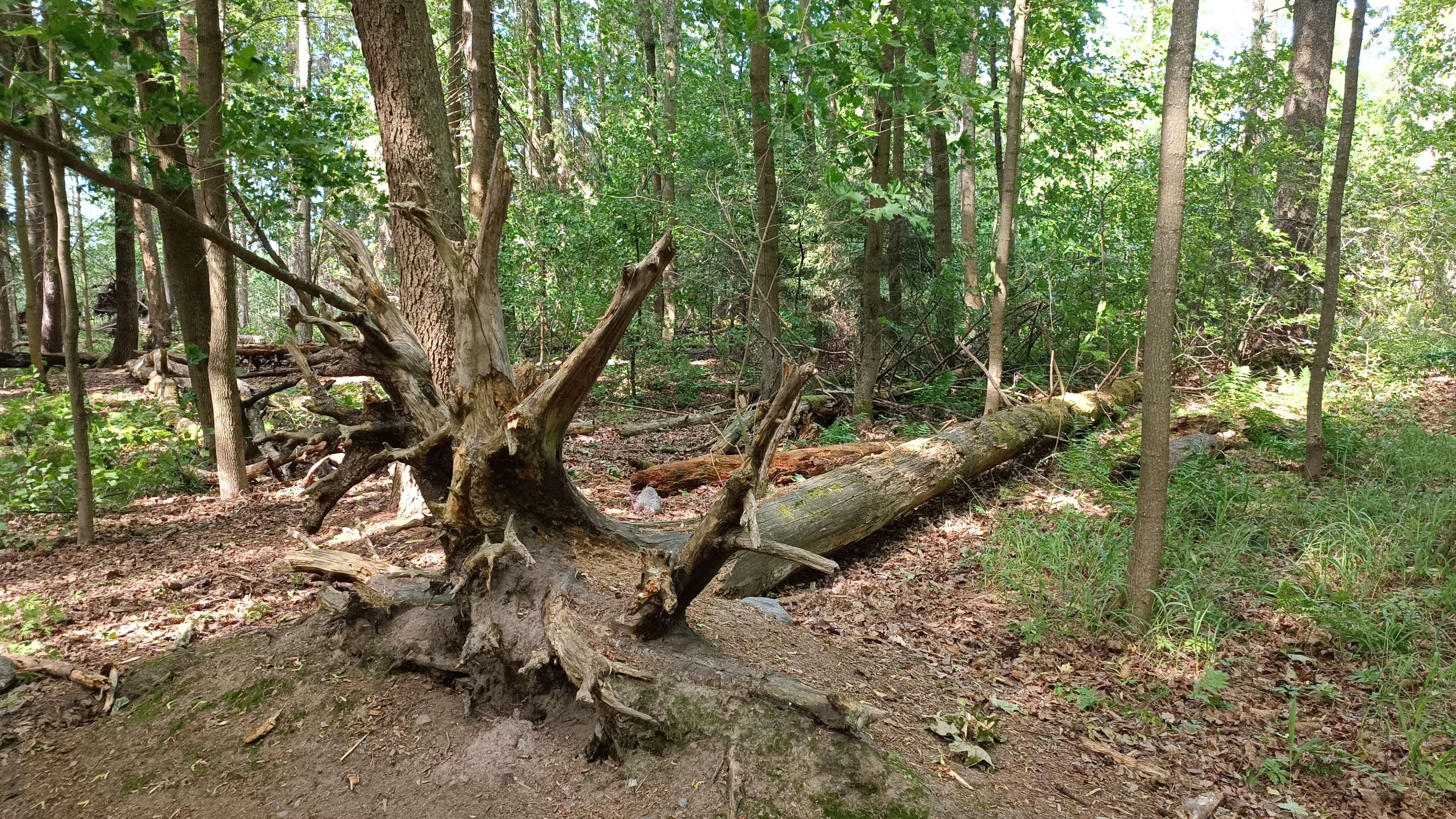Myrskyssä kaatunut puu maatuu.