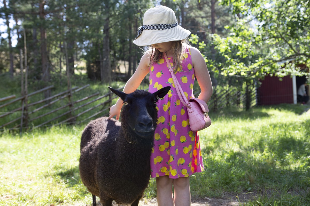 Lammaslaitumella oleva lapsi silittää mustaa lammasta.