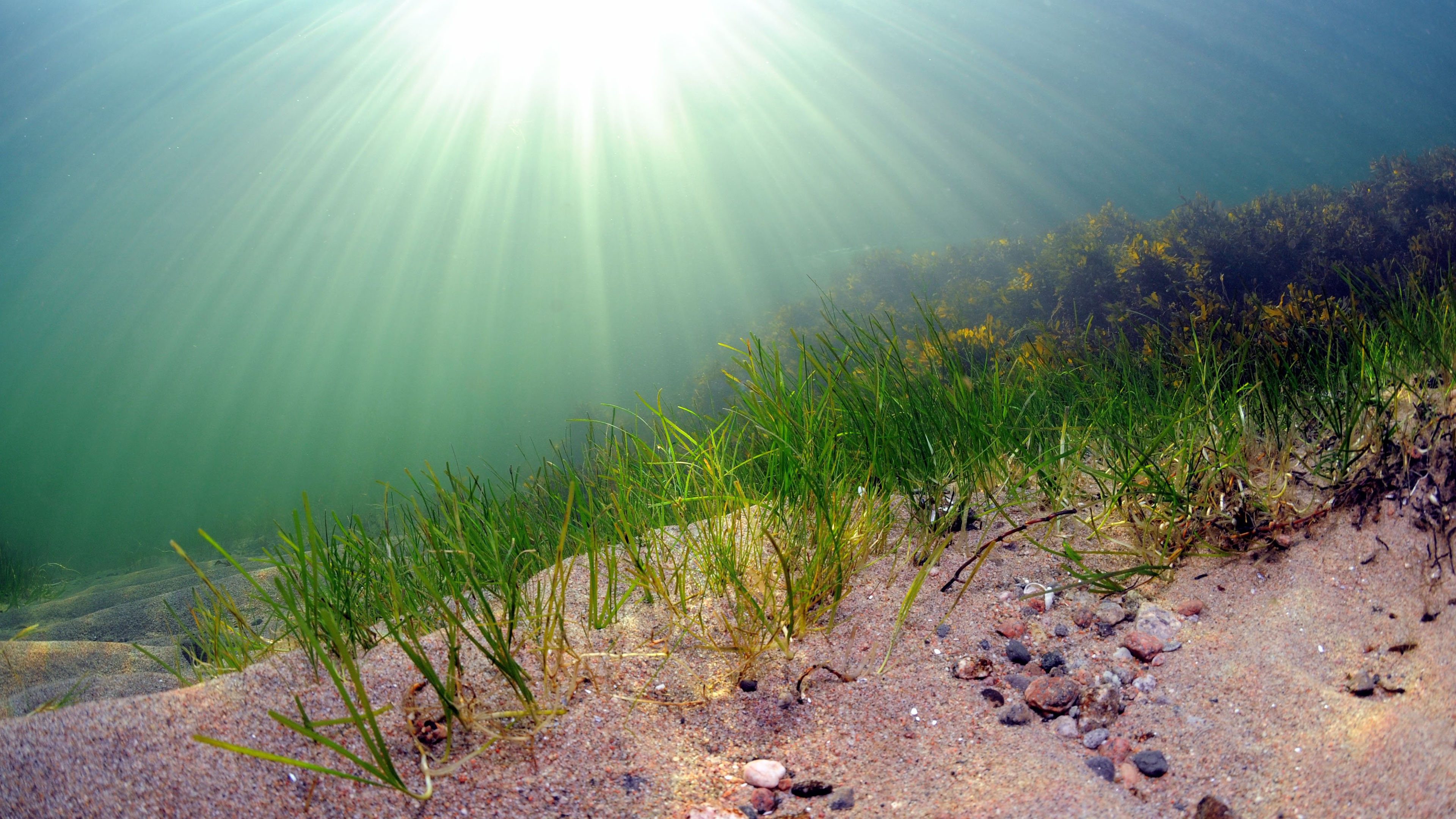 Veden läpi siivilöityvä auringon valo valaisee hiekkapohjalla kasvavaa meriajokasta.