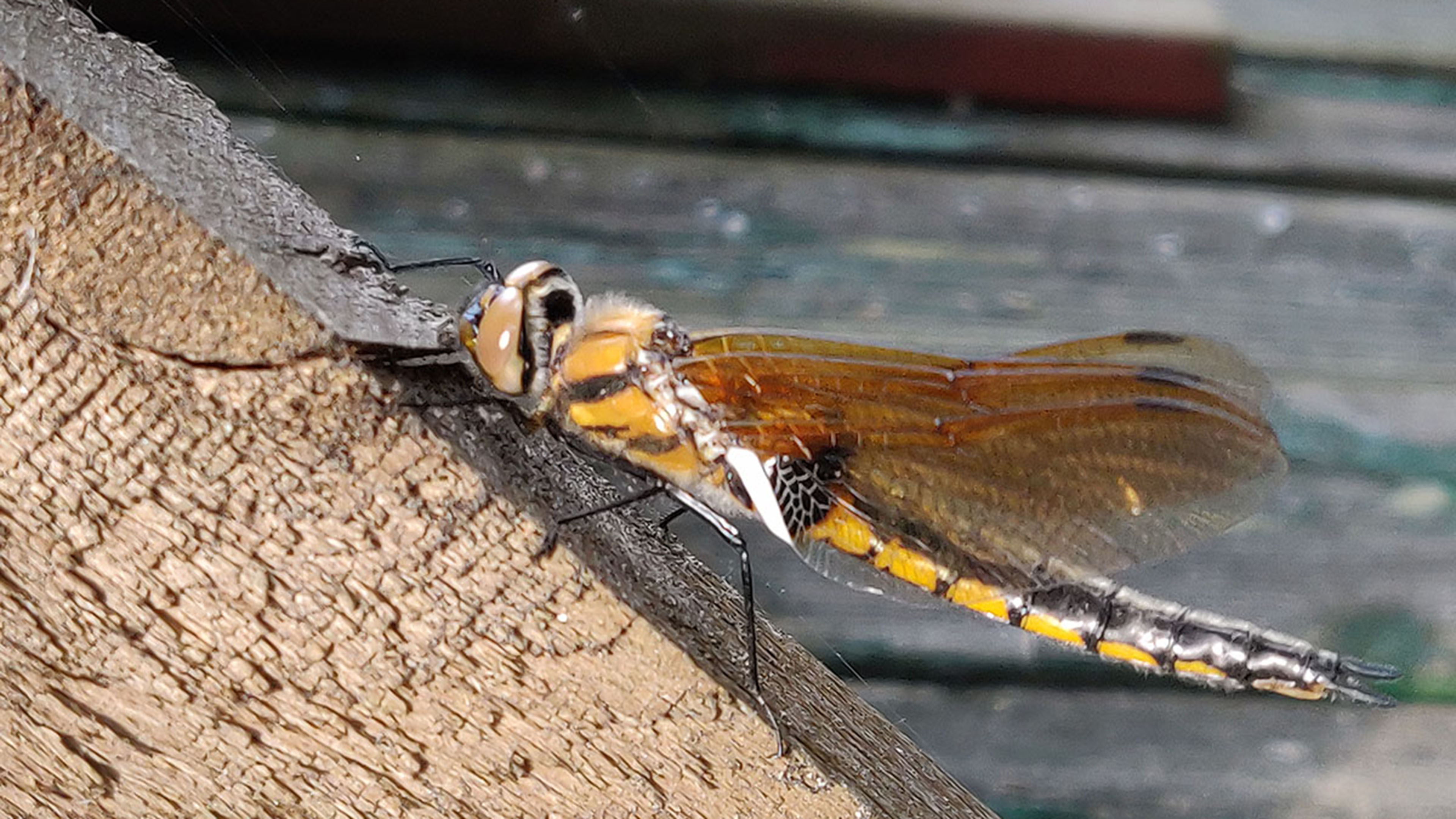 Sudenkorento levähtää lankun päällä.