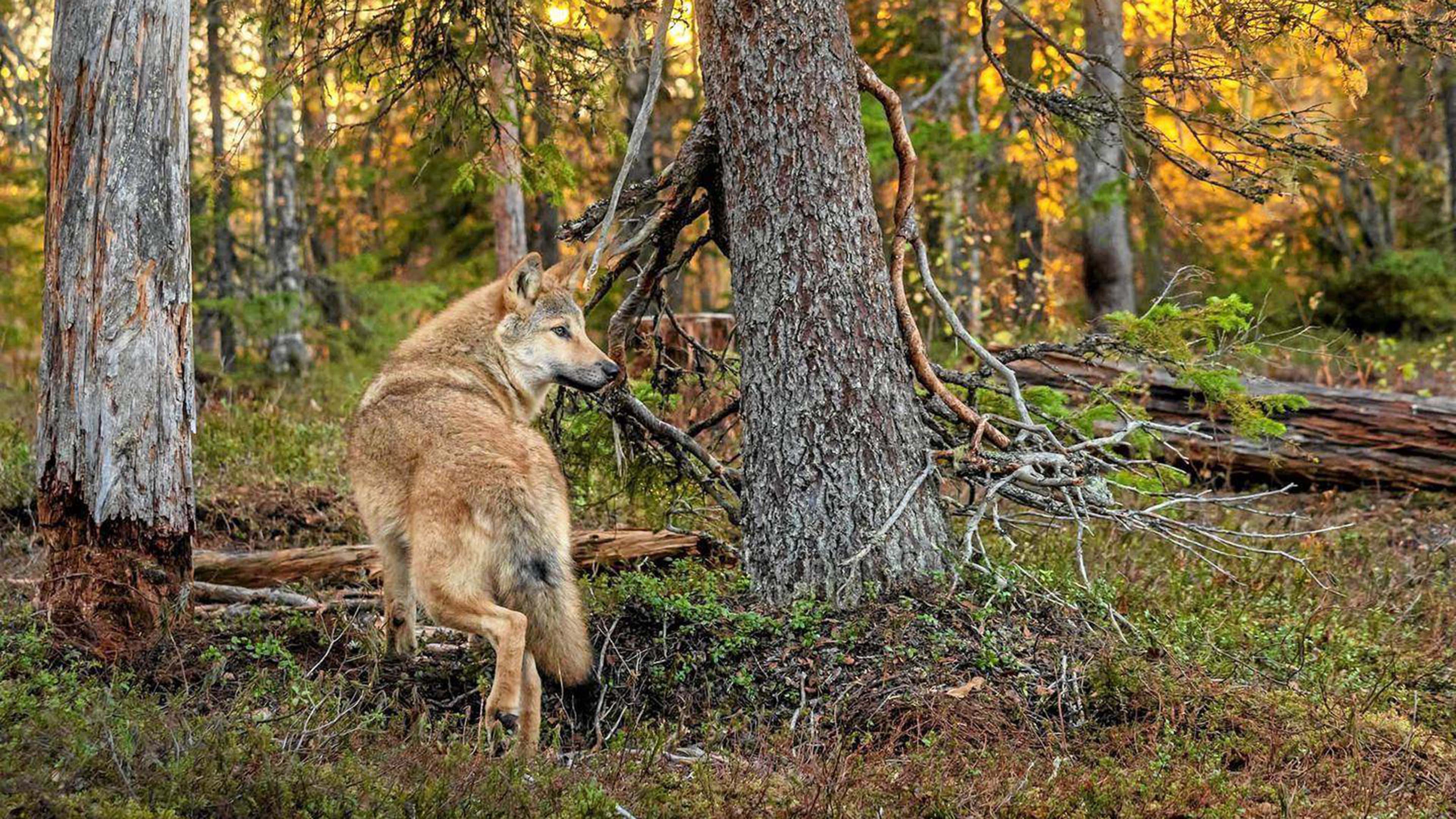 Susi metsässä ilta-auringossa.
